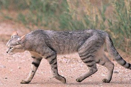 مشاهده گربه وحشی برای نخستین بار در تالاب یعقوب آباد