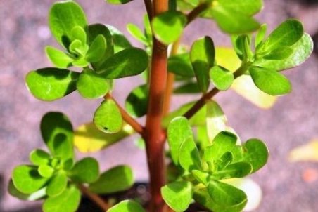 خرفه و خواصی از قطع خون‌ریزی و رفع عطش