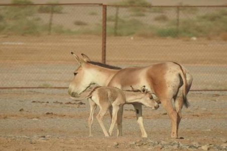 تولد هفتمین گورخر در حال انقراض در طبیعت یزد
