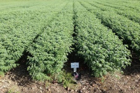 راهنمای کامل نحوه کاشت نخود + زمان برداشت نخود