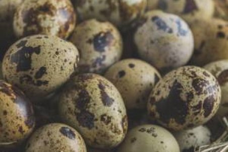 خواص شگفت انگیز تخم بلدرچین برای زنان باردار