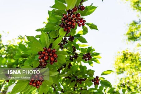 سردرختی‌ها ارزان می‌شوند