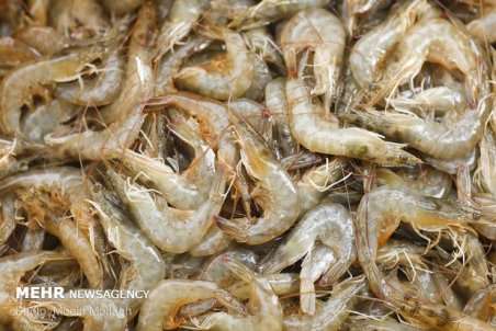 افزایش پرورش میگو در استان بوشهر/ ۸۰ درصد تولیدات صادر شد