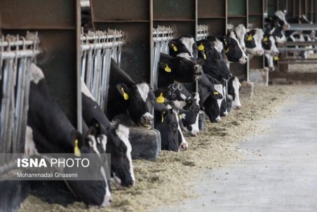 ضرر ۱۰ هزار تومانی دامداران/ دولت کمک کند صنعت دامپروی زمین نخورد