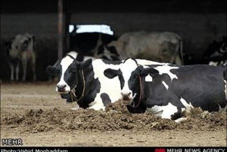 چالش گرانی نهاده و کاهش قیمت گوشت قرمز/ علوفه دام قاچاق می‌شود