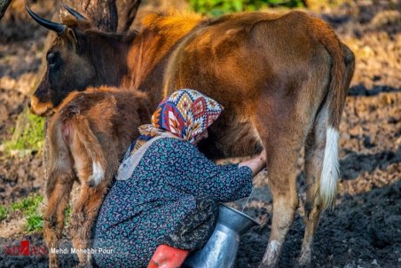 سهم ۹۰ درصدی تهیه‌کنندگان از فروش اکران آنلاین/ هیچ سودی نمی‌کنیم