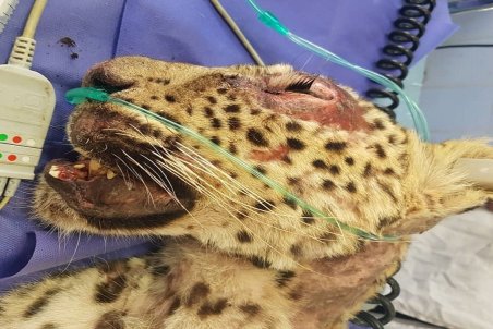 توله پلنگ دوساله، قربانی جهل و خشونت انسان با طبیعت شد