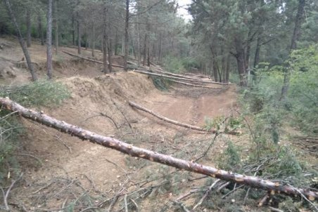 برداشت غیرقانونی از جنگل های علی آبادکتول/۵ نفر بازداشت شدند