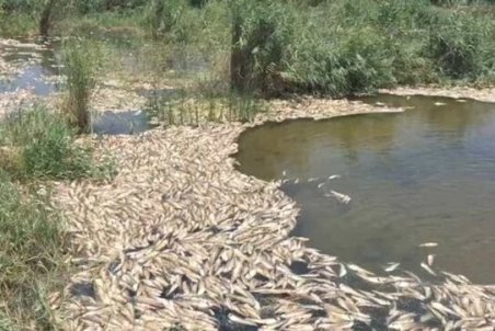 محیط زیست هیچ کاری برای "هورالعظیم" نکرده است / تصاویر مرگ ماهیان دل انسان را به درد می‌آورد