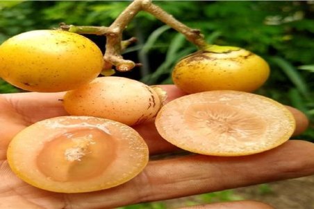 میوه‌ای خاص برای درمان میگرن و تقویت ایمنی بدن