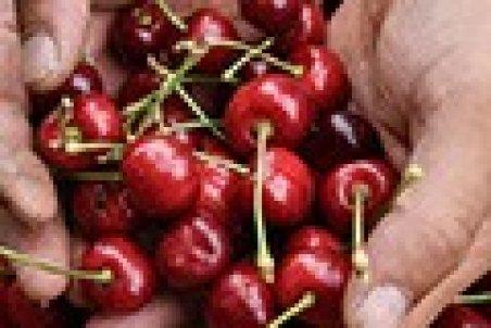 خوردن روزانه گیلاس؛ چه اتفاقی در بدن می‌افتد؟