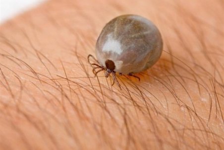 خطر تب کریمه‌کنگو در کرمانشاه جدی شد / مردم گوشت را تنها از مراکز معتبر خریداری کنند