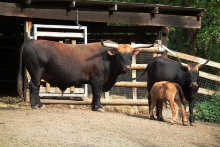 افزایش قیمت شیر مُسکن موقت حل مشکلات دامداران است