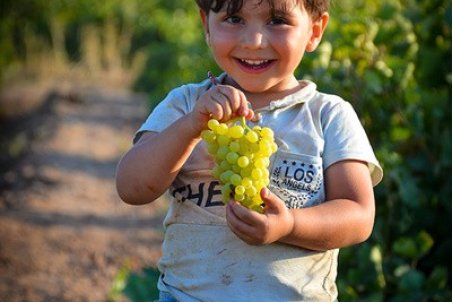 مضرات زیاده‌روی در مصرف انگور