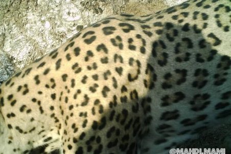 تصویر پلنگ برای نخستین بار در ملکشاهی ایلام ثبت شد