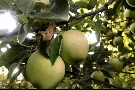 صادرکنندگان «سیب» بروجرد حمایت می‌شوند