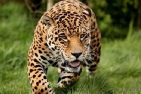 پلنگ گرسنه ۲۰ رأس گوسفند را در منطقه کوهرک دهدز درید