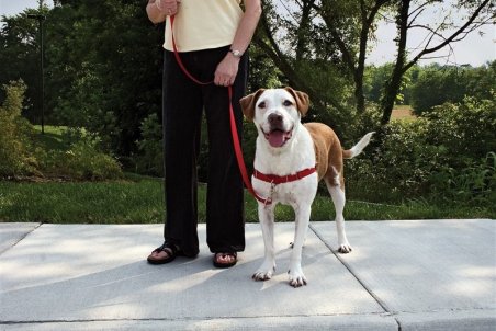 توضیح پلیس درباره فیلم منتشر شده از رفتار یک سرباز در برخورد با سگ‌گردانی