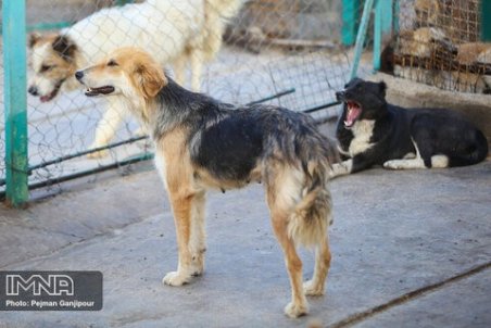 واکسیناسیون و عقیم سازی سگ‌های بلاصاحب شهرکرد