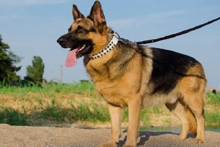 مجروح شدن فرد از سوی سگ مستلزم پرداخت دیه است