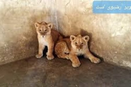 مرگ دو توله شیر باغلارباغی تبریز به علت تولد نارس