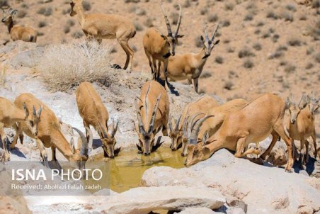 بی‌آبی حیات وحش یزد را تهدید می‌کند