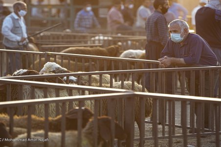 قوانین دست و پا گیر اداری، تولید را مختل کرد/ سرمایه دامداران در حال نابودی است
