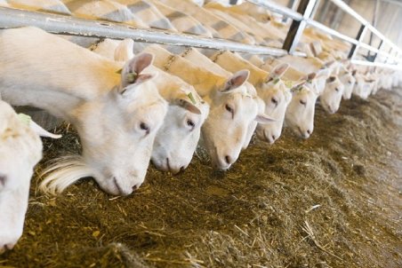 قیمت گذاری دستوری باید حذف شود/ دولت در برابر قطره قطره شیر تولید شده مسئول است