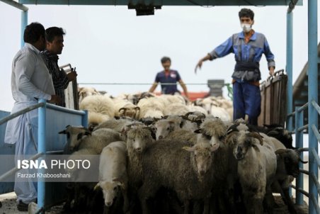 عرضه بهداشتی دام در ۱۵ مرکز ثابت و موقت + نشانی جایگاه‌ها