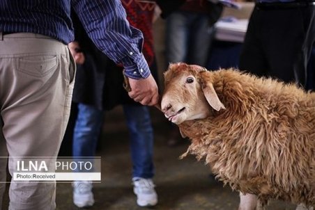 افزایش کاذب قیمت گوشت قرمز از ابتدای هفته/ به رغم نزدیکی عیدقربان، عرضه دام بیش از کشش بازار است