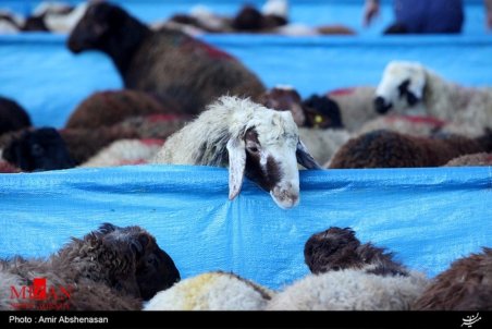 تب کریمه کنگو در کمین ذبح‌های غیر بهداشتی