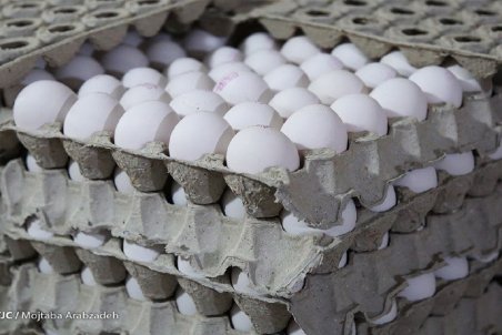 زیان ۷۰۰ تومانی مرغداران در فروش هر کیلو تخم مرغ