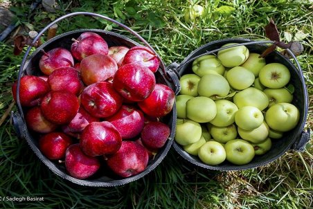 میوه ارزان می شود/ قیمت هر کیلو موز ۲۳ هزار تومان