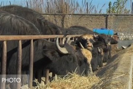 مصوبه تغییر قیمت شیر عملیاتی نشده است