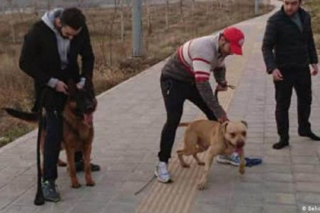 قانون در مورد سگ گردانی چه می‌گوید؟