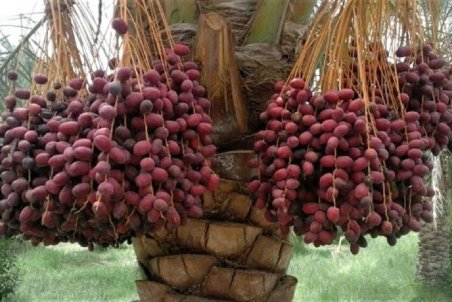 عوارض مصرف بی‌رویه خرما؛ از مشکلات شکمی تا حمله آسم!