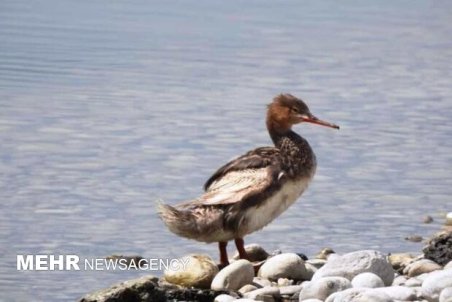 یک گونه کمیاب اردک در هورالعظیم مشاهده شد/ هورالعظیم بهشت پرندگان