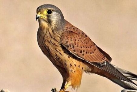 کشف ۶ بهله پرنده شکاری از متخلفین در استان تهران