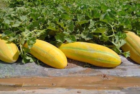 این افراد هرگز خربزه نخورند