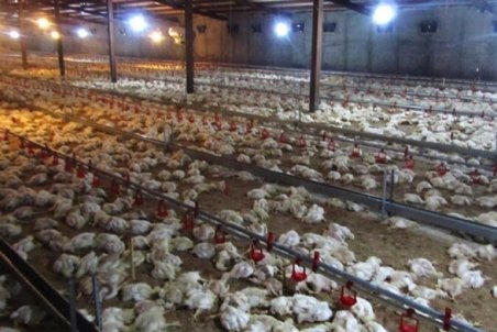 تلفات گسترده مرغ به دلیل گرسنگی!