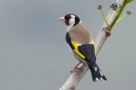 ۱۰ قطعه سهره از یک متخلف در کهگیلویه و بویراحمد کشف شد
