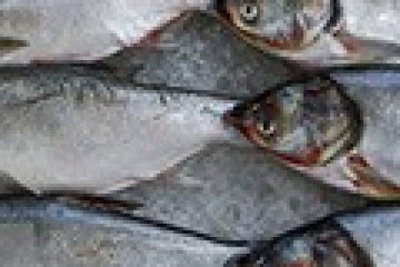 افزایش بیش از ۷۰درصدی قیمت ماهی و کنسرو آن