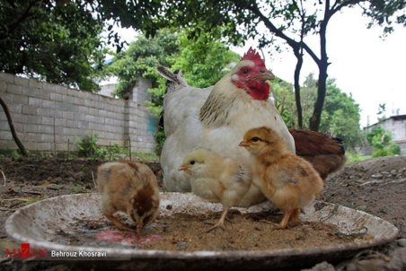 توزیع پستی مرغ دردی را دوا نمی‌کند/ رفع مشکلات با حذف ارز ۴هزار و ۲۰۰ تومانی