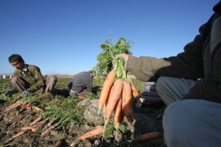 قیمت هویج بالاتر از عرف معمول است/تقاضا موجب گرانی شد