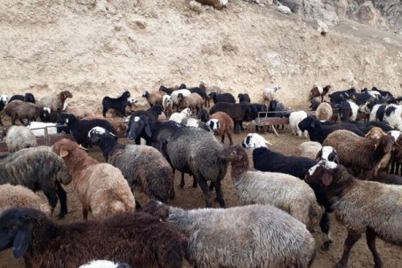 کاهش ۷۵ درصدی تقاضای دام زنده برای ماه محرم/ روی آوردن هیئت‌های مذهبی به خرید گوشت یخی ارزان