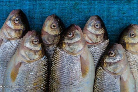 نبی زاده : افت ۲۵ هزار تنی تولید قزل آلا در راه است/ قیمت هر کیلو قزل آلا ۵۸ هزار تومان