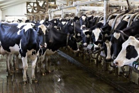 ماجرای کامیون های خارجی حامل دام‌ چیست؟