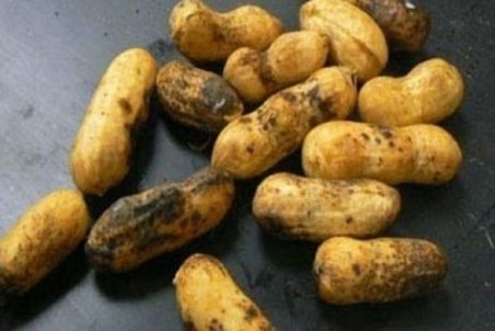 بیماری "پوسیدگی ذغالی بادام زمینی" چیست؟