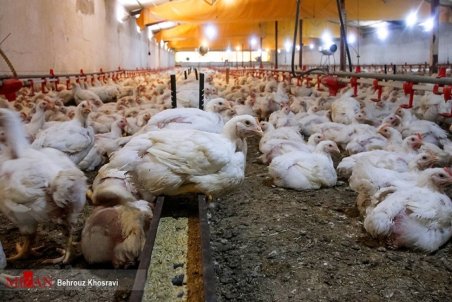 معمای مرغ‌ بعد از خروج از مزرعه/ فروش گران خارج از شبکه توزیع با برچسب «تنظیم بازار»!