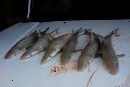 صید کوسه‌ماهی در آب‌های بوشهر ممنوع است/ برخورد با صیادان متخلف